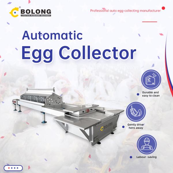 How Automatic Egg Collectors Boost Egg Quality & Efficiency in Africa’s Poultry Farms